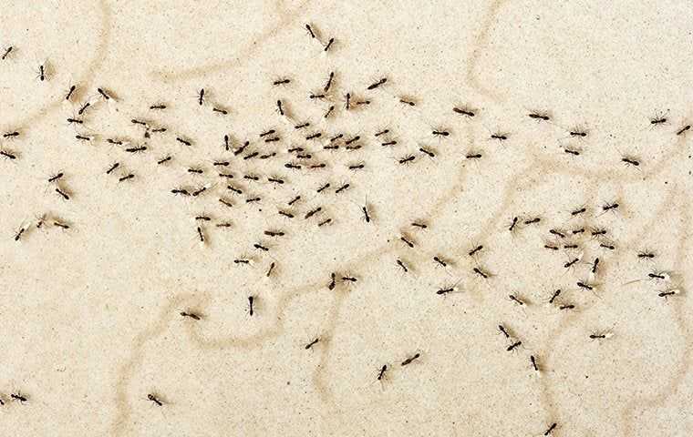 Ants | Exterminators in Knoxville