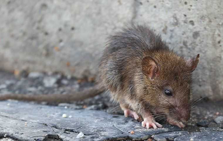 All The Problems Rats Bring To Knoxville Homes | Southeast Termite ...